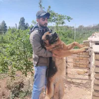 ژرمن شپرد اصیل آلمانی