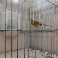 قناری نرو ماده