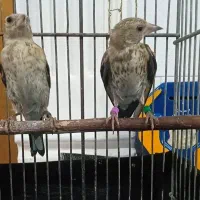 سهره|پرنده|نهاوند, |دیوار