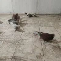 کفتر