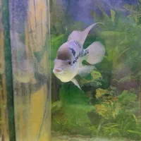 اکواریوم و ماهی فلاور|ماهی|تهران, زهتابی|دیوار