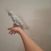 عروس هلندی دستی بالغ ماده|پرنده|شاهدشهر, |دیوار