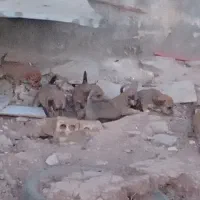 توله سگ پاکوتاه