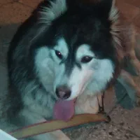 هاسکی مالاموت