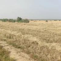 زمین کشاورزی ۲ هکتار بخش بستان