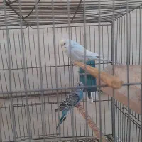 فروش4 مرغ عشق دونه190