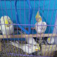 عروس هلندی