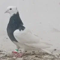 سینه کله زرد طوقی سیاه پشت سرخ