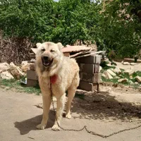 سگ نگهبان|سگ|بناب, |دیوار