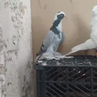 جو عرب للهلی نر کاغذی