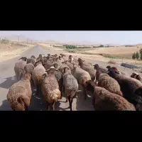 یک گله گوسفند‌میش