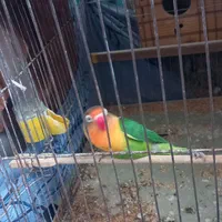 فروش طوطی بریزیلی