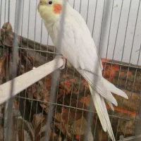 عروس هلندی ماده تخم گذار|پرنده|قم, شهرک مهدیه (مدرس)|دیوار