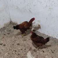 دستگاه جوجه کشی ۱۸۰تایی..مرغ و خروس|حیوانات مزرعه|علیآباد کتول, |دیوار