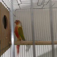 جفت گرینچیک|پرنده|سمنان, |دیوار