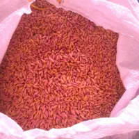 گندم آذر 2درجه 1