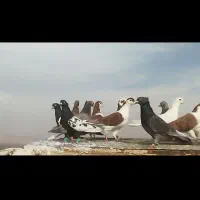 کفتر رنگی|پرنده|نصر آباد, |دیوار