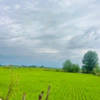 فروش زمین ۸ هکتار شالیزار سنتی|فروش زمین و ملک کلنگی|شفت, |دیوار