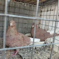 کفتر زرد کرمانی و طوقی و دم سفید کاکلی|پرنده|بیرجند, |دیوار