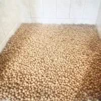 گردوی محلی پوست کاغذی