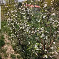 باغ سیب فیروزکوه