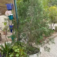 درخت کاج باگلدان|گل و گیاه طبیعی|کرج, گوهردشت|دیوار