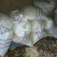 پرلیت گل و گلدان|گل و گیاه طبیعی|تربت‌حیدریه, منظر|دیوار