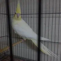 عروس  لوتینو و آلبینو