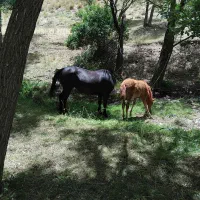 اسب مادیان تک نشان