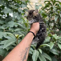 گربه اصیل بریتیش لانگ هیر