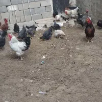 فروش مرغ وخروس