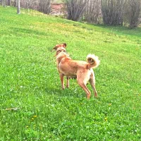 ماده سرابی نسل دار|سگ|خلخال, |دیوار