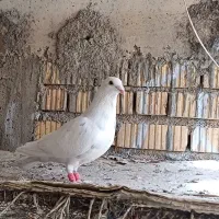 فروش یک عدد کفتر نر