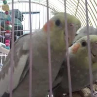 پرنده عروس هلندی ماده