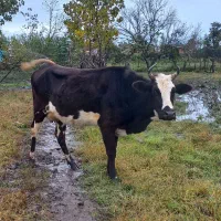 طلم دورگ گاو|حیوانات مزرعه|عباسآباد, |دیوار