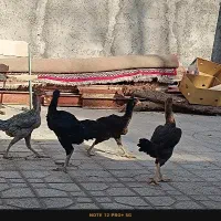 مرغ خروس