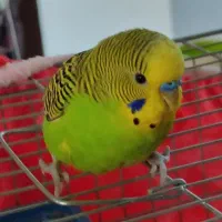 یک جفت مرغ عشق خوشگل قشنگ