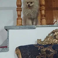 واگذاری (پامرین)