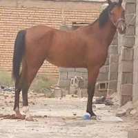مادیان