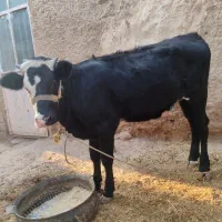 گوساله ماده سمینتال