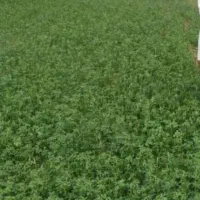 یونجه درجه یک پرس ۹۰ سانتی