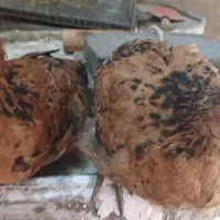 2 عدد جوجه 6 ماهه