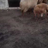 اصلاندوز  مغان|حیوانات مزرعه|بران, |دیوار