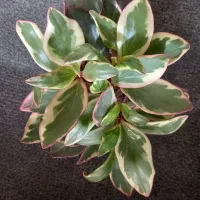 گلکده بهارنارنج