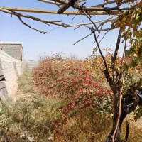 زرشک تازه امسالی