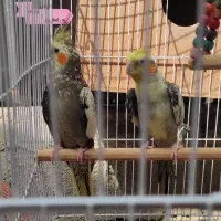 عروس هلندی|پرنده|کلاله, |دیوار