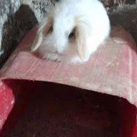 خرگوش لووپ اصیل توله|موش و خرگوش|بردسیر, |دیوار