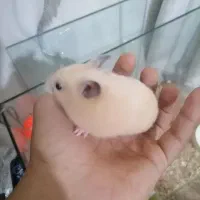 3عدد همستر سوری جوان (5/6)هفته