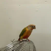 گرینچیک|پرنده|مشهد, کارمندان دوم|دیوار