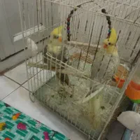 جوجه عروس هلندی رایگان دارم
